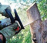 Best Tree Risk Assessment  in Deming, NM