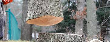 Best Leaf Removal  in Deming, NM