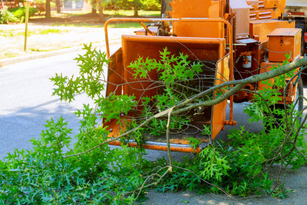 How Our Tree Care Process Works  in  Deming, NM