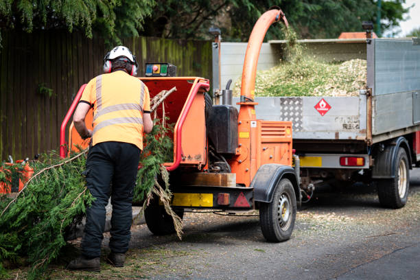How Our Tree Care Process Works  in  Deming, NM