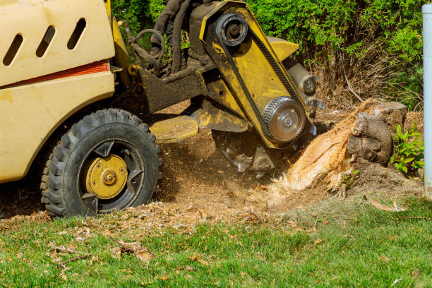 Reliable Deming, NM Tree Services Solutions