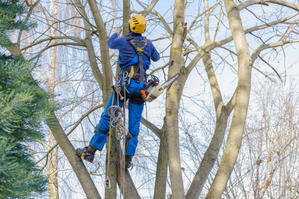 Best Lawn Maintenance Plans  in Deming, NM