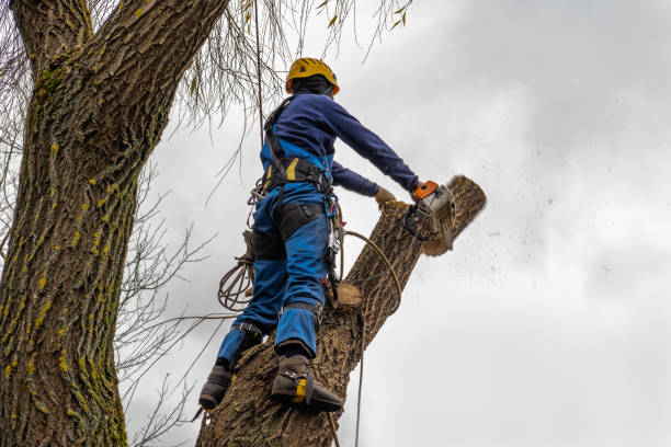 Best Commercial Tree Services  in Deming, NM