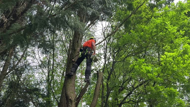 Best Emergency Tree Removal  in Deming, NM