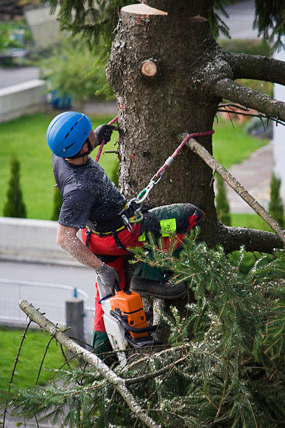 Best Hedge Trimming  in Deming, NM