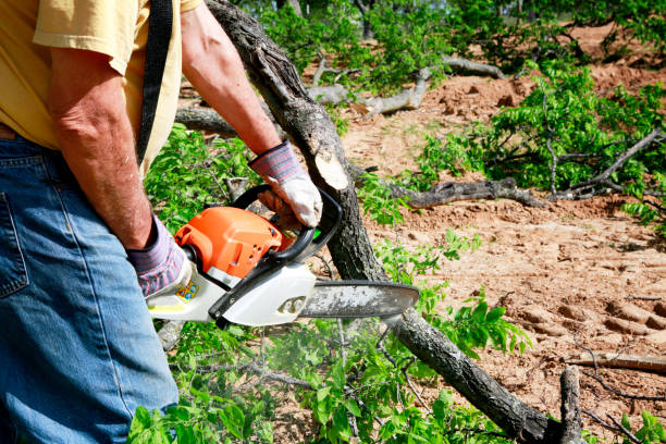Best Arborist Consultation Services  in Deming, NM